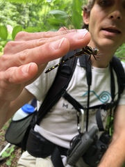 Cordulegaster bilineata