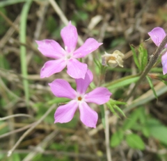 Phlox cuspidata