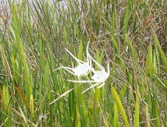 Hymenocallis tridentata