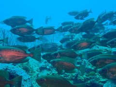 Priacanthus arenatus