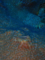 Elacatinus illecebrosus
