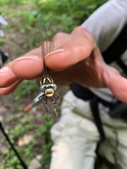 Cordulegaster bilineata