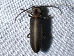 Oxycopis
