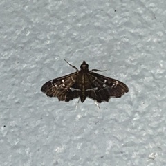 Diathrausta cubanalis