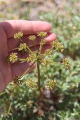 Cymopterus panamintensis acutifolius