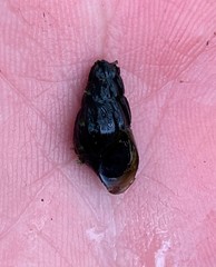 Elimia interveniens