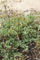 Cymopterus panamintensis acutifolius