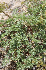 Cymopterus panamintensis acutifolius