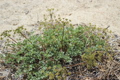 Cymopterus panamintensis acutifolius