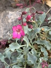 Penstemon petiolatus