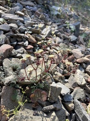 Sanicula saxatilis