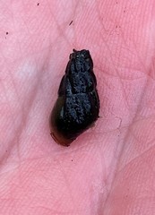 Elimia interveniens