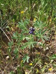Lupinus micranthus