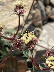 Sanicula saxatilis
