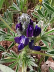 Lupinus micranthus