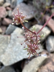 Sanicula saxatilis