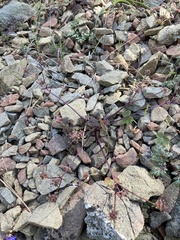 Sanicula saxatilis
