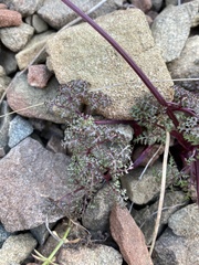 Sanicula saxatilis