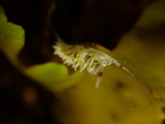 Cuthona hamanni