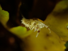 Cuthona hamanni