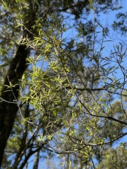 Leucopogon fasciculatus