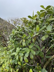 Psychotria kaduana