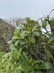 Psychotria kaduana