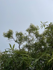 Metrosideros tremuloides