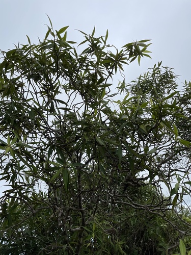 Myrsine fosbergii observed 2022-04-24