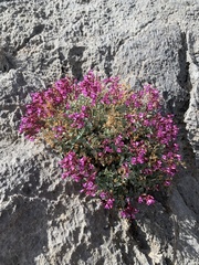 Penstemon petiolatus