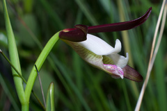 Cleistesiopsis