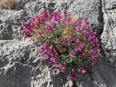 Penstemon petiolatus