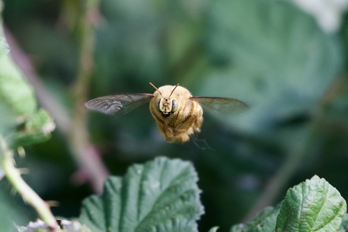 Valley Carpenter Bee (Xylocopa sonorina), a species recorded in California