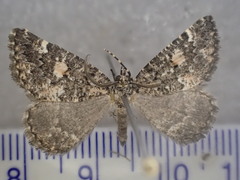 Lophothorax eremnopis