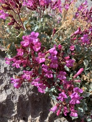 Penstemon petiolatus
