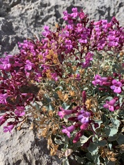 Penstemon petiolatus