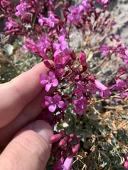 Penstemon petiolatus