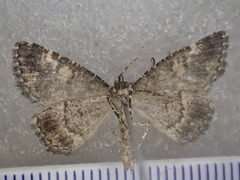 Lophothorax eremnopis