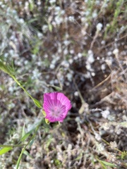 Sidalcea calycosa calycosa