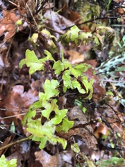Toxicodendron diversilobum