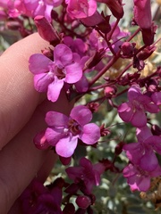 Penstemon petiolatus