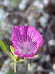 Sidalcea calycosa calycosa
