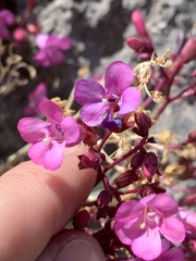 Penstemon petiolatus