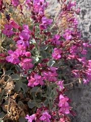 Penstemon petiolatus