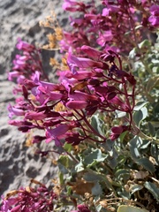 Penstemon petiolatus