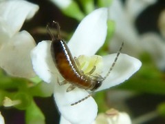 Apterygida albipennis