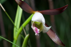 Cleistesiopsis