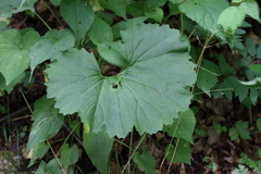 Arnoglossum reniforme