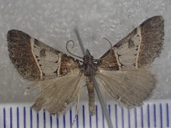 Dichromodes orthotis