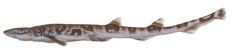 Australian Sawtail Shark photo 2